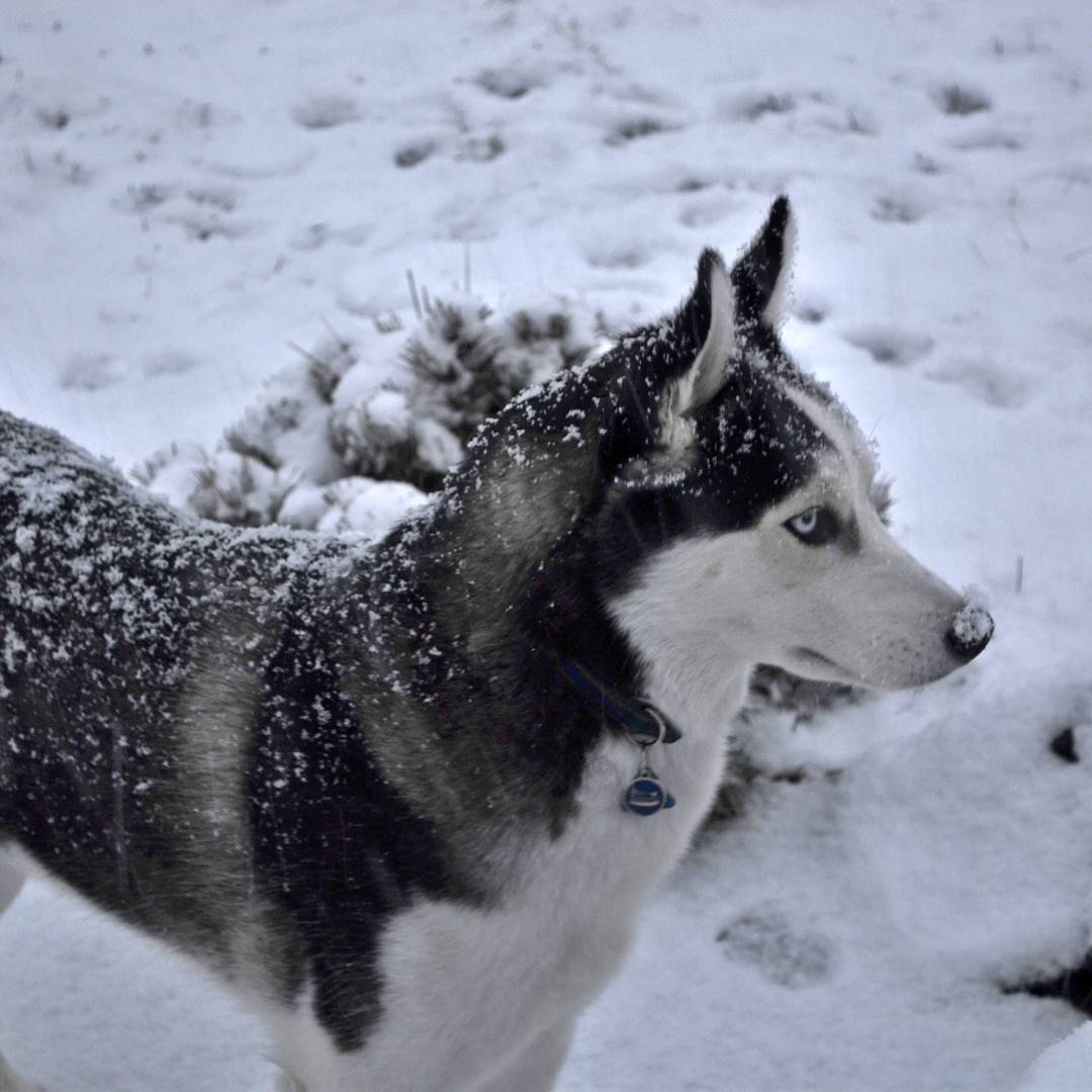 This is an old picture now, but I was browsing my old pictures and had to post 😁 #siberianhusky #loki #husky