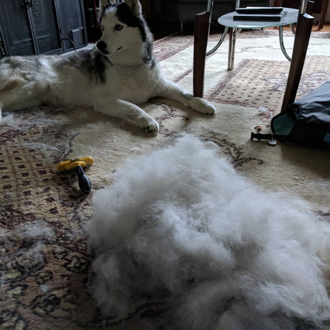 I think he needed that… #husky #huskylife #loki