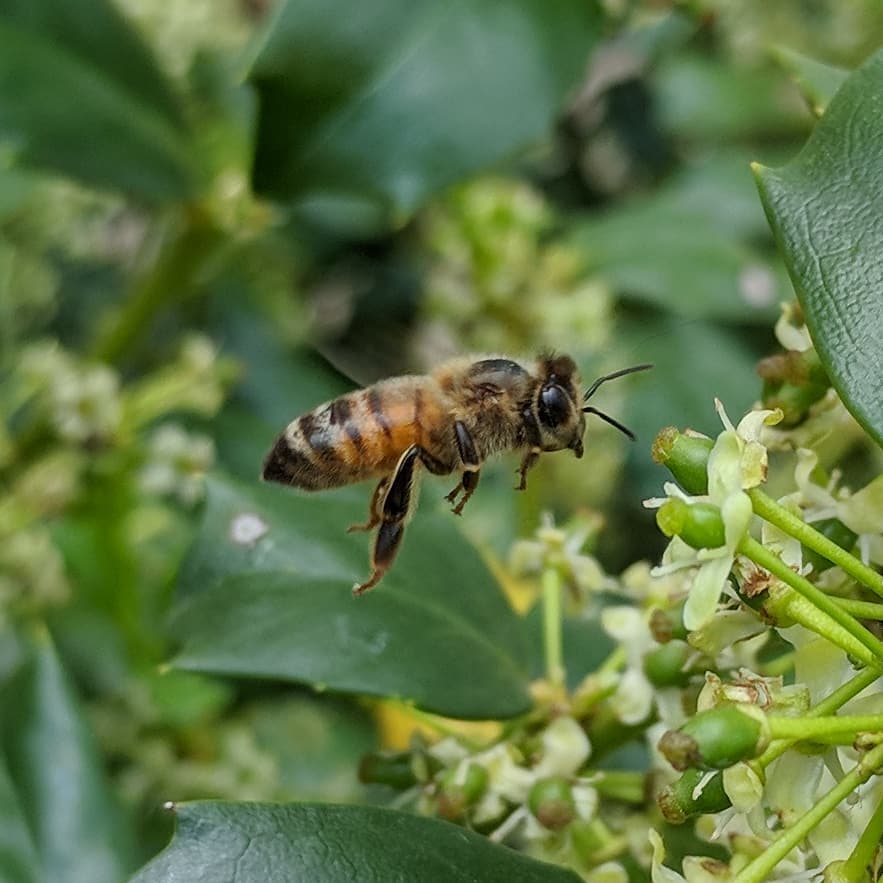 I’m glad to report that my bushes are absolutely packed with honey bees… #comptonheights #stlouis #citylife