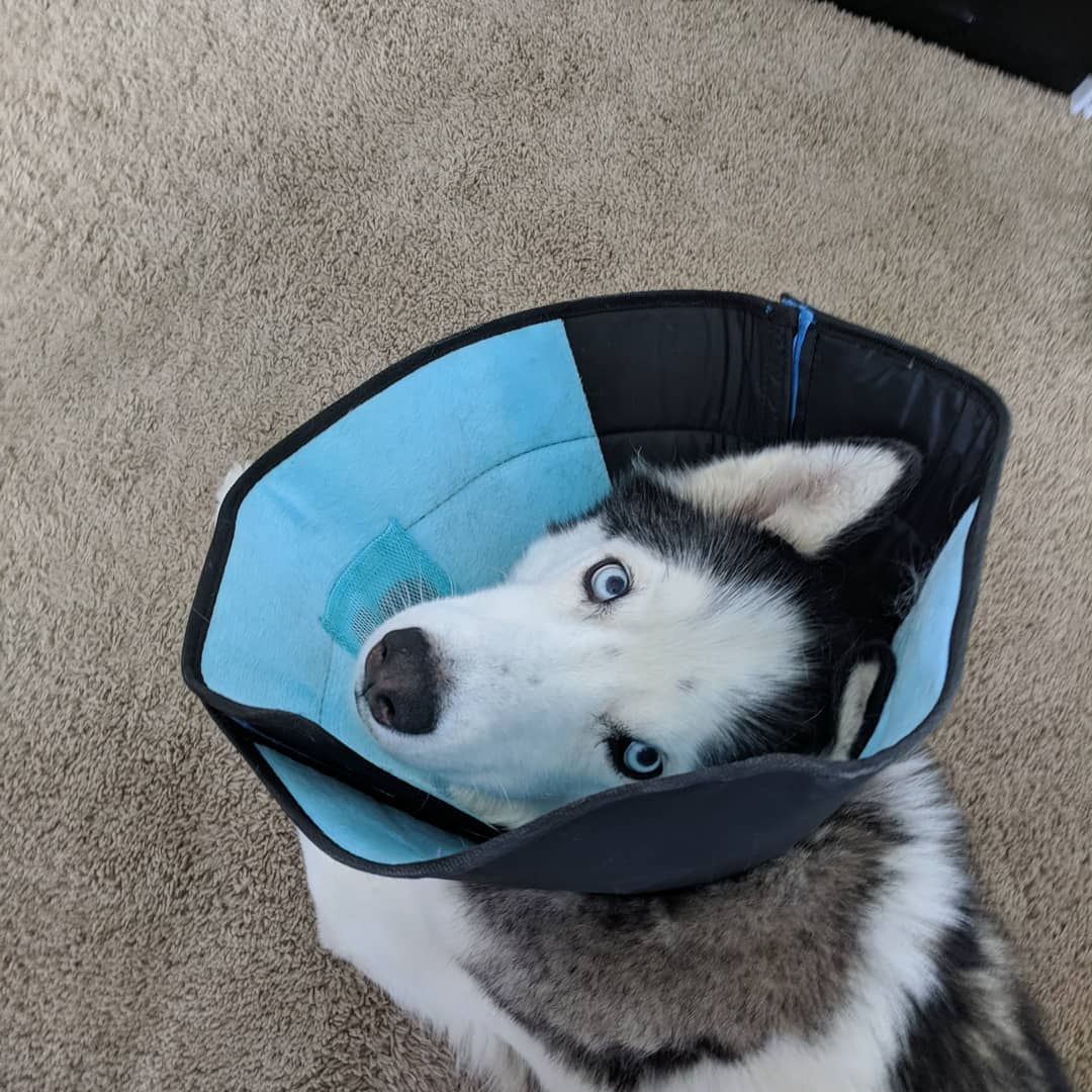 The husky says… Something about “Damned cone…” #husky #loki #citylife #stlouis