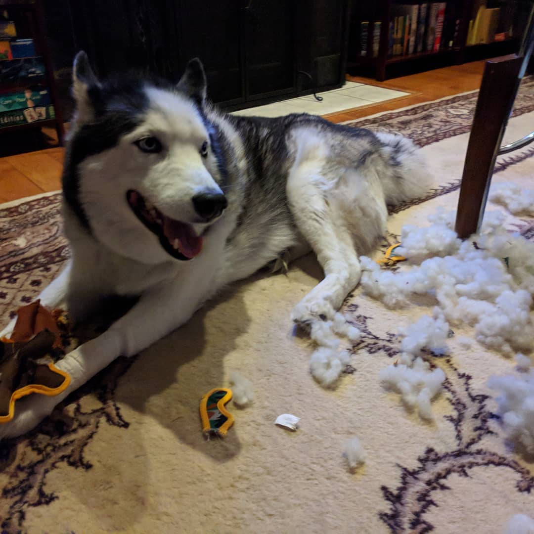 This is what happens when you give a #siberianhusky a “chew-proof toy”. Oh well. The face says it all #citylife #stlouis #