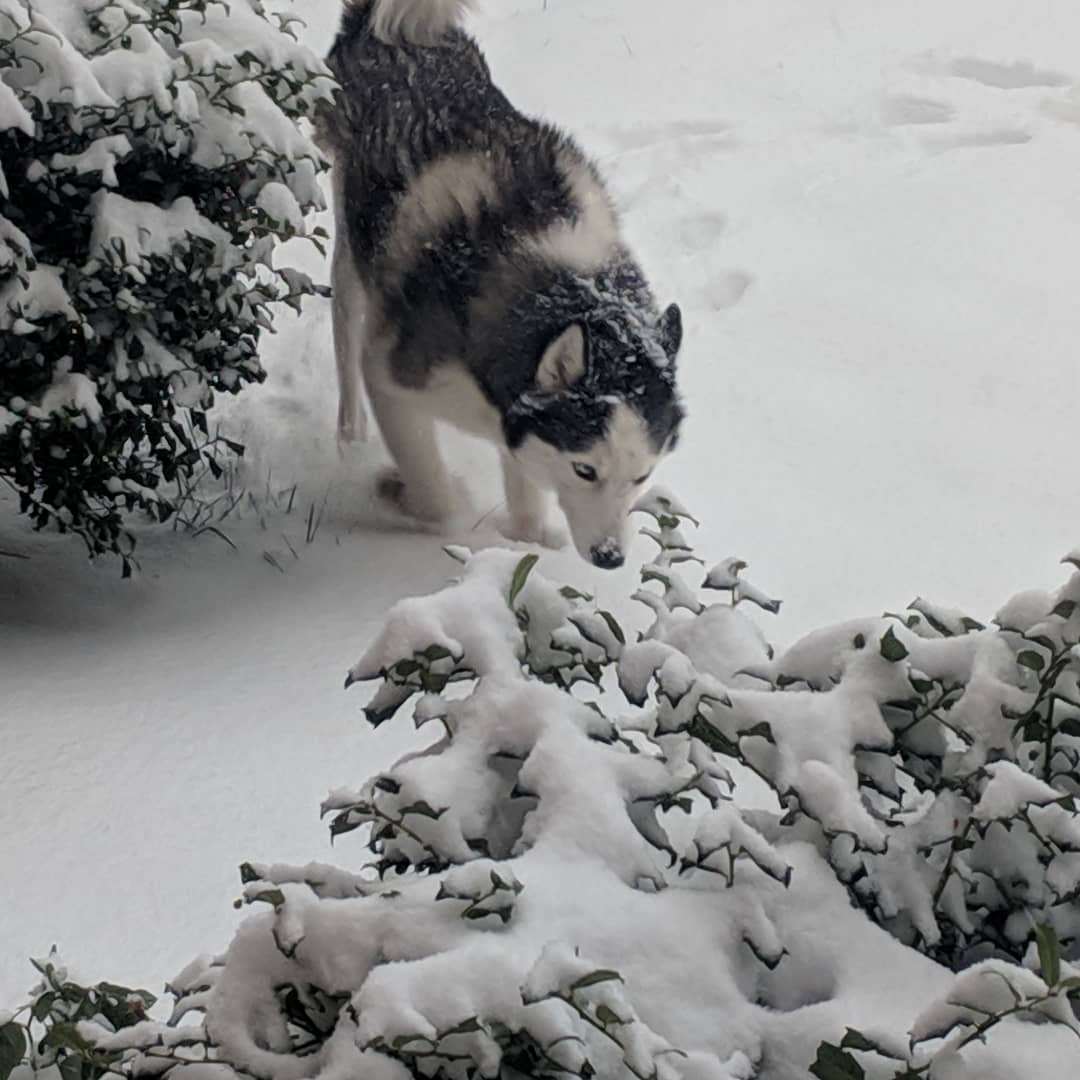 Well someone is looking in his Element this morning… #stlouis #citylife #siberianhusky #husky