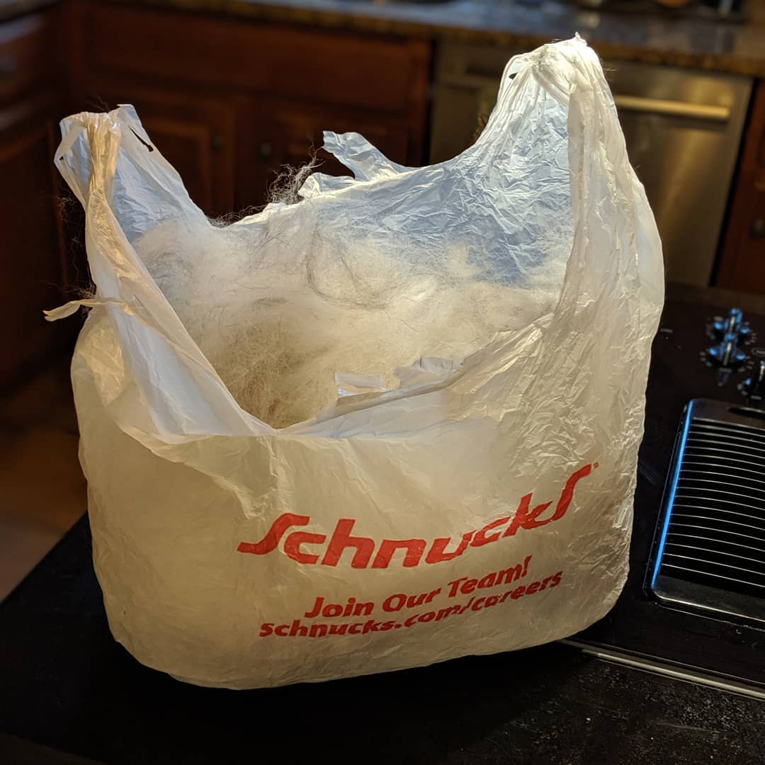 Brushed Loki. Have a literal grocery bag of hair… #siberianhusky #loki #citylife #stlouis