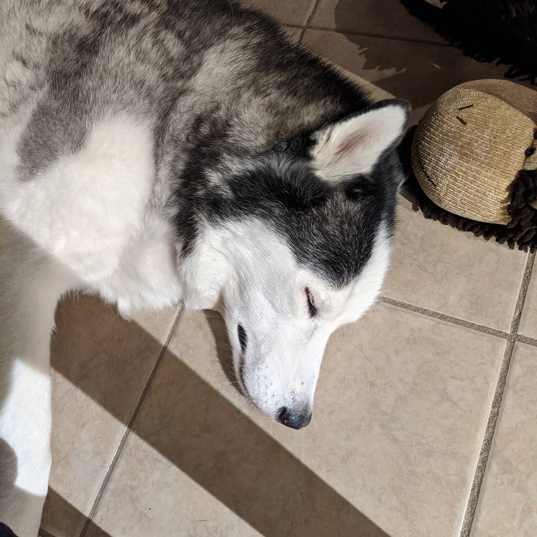 Christmas activities = sleepy puppy 😁 #siberianhusky #huskiesofinstagram