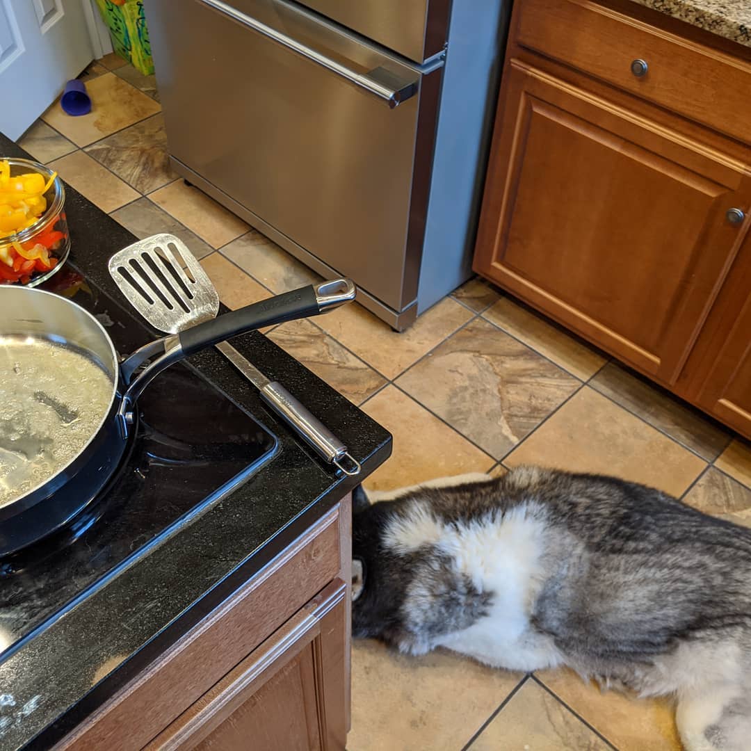 I have become quite adept at stepping over the damned dog while cooking 😆 #siberianhusky #loki #stlouis #citylife