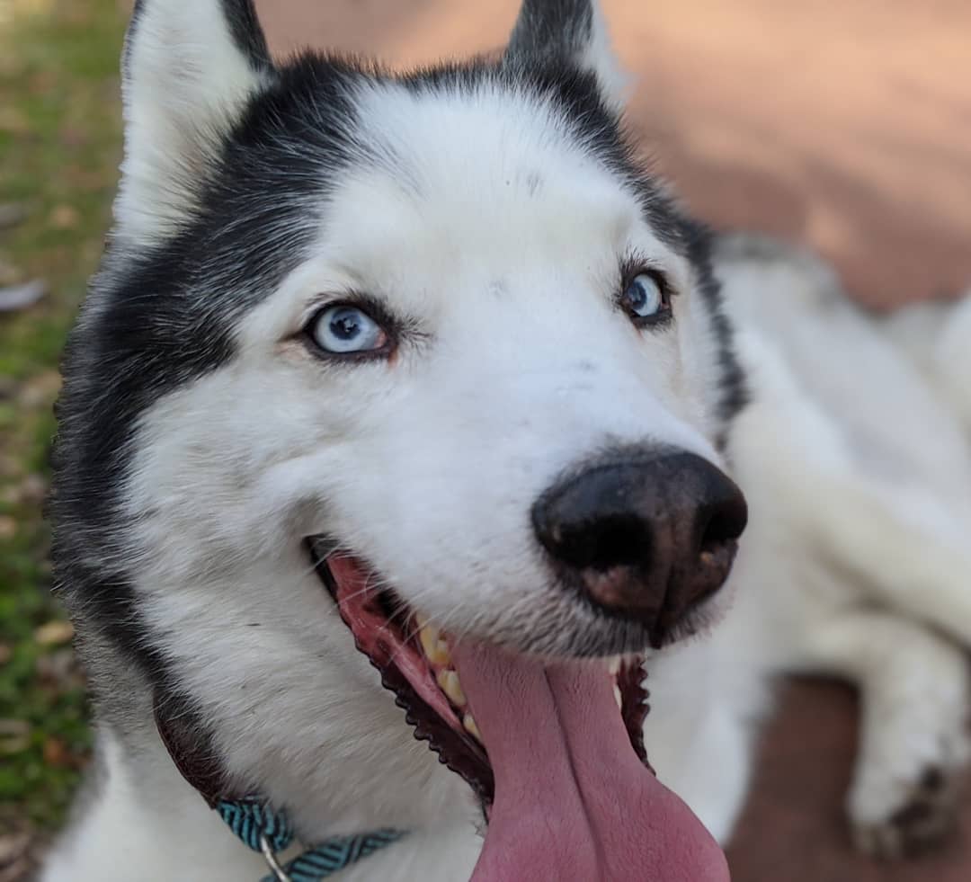 Someone is definitely enjoying the unseasonably warm weather and the walk in #towergrovepark #citylife #stlouis #loki #huskiesofinstagram #siberianhusky