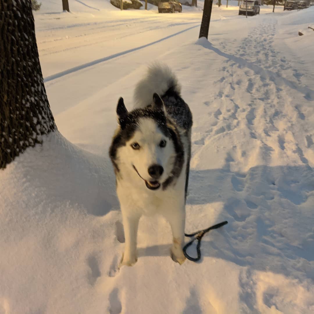 Someone is in his element tonight #siberianhusky #loki #citylife 
Of course he stood still for all of half a second…