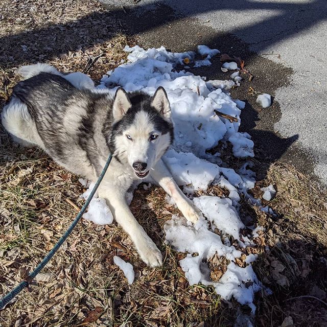 Spring hiking with a husky (sigh) #siberianhusky #loki