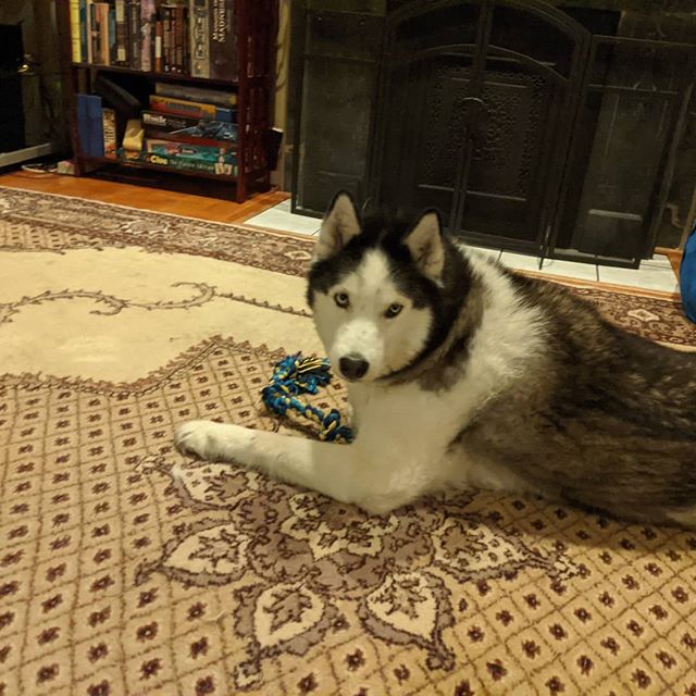 This is my rope! #siberianhusky #loki #citylife #comptonheights