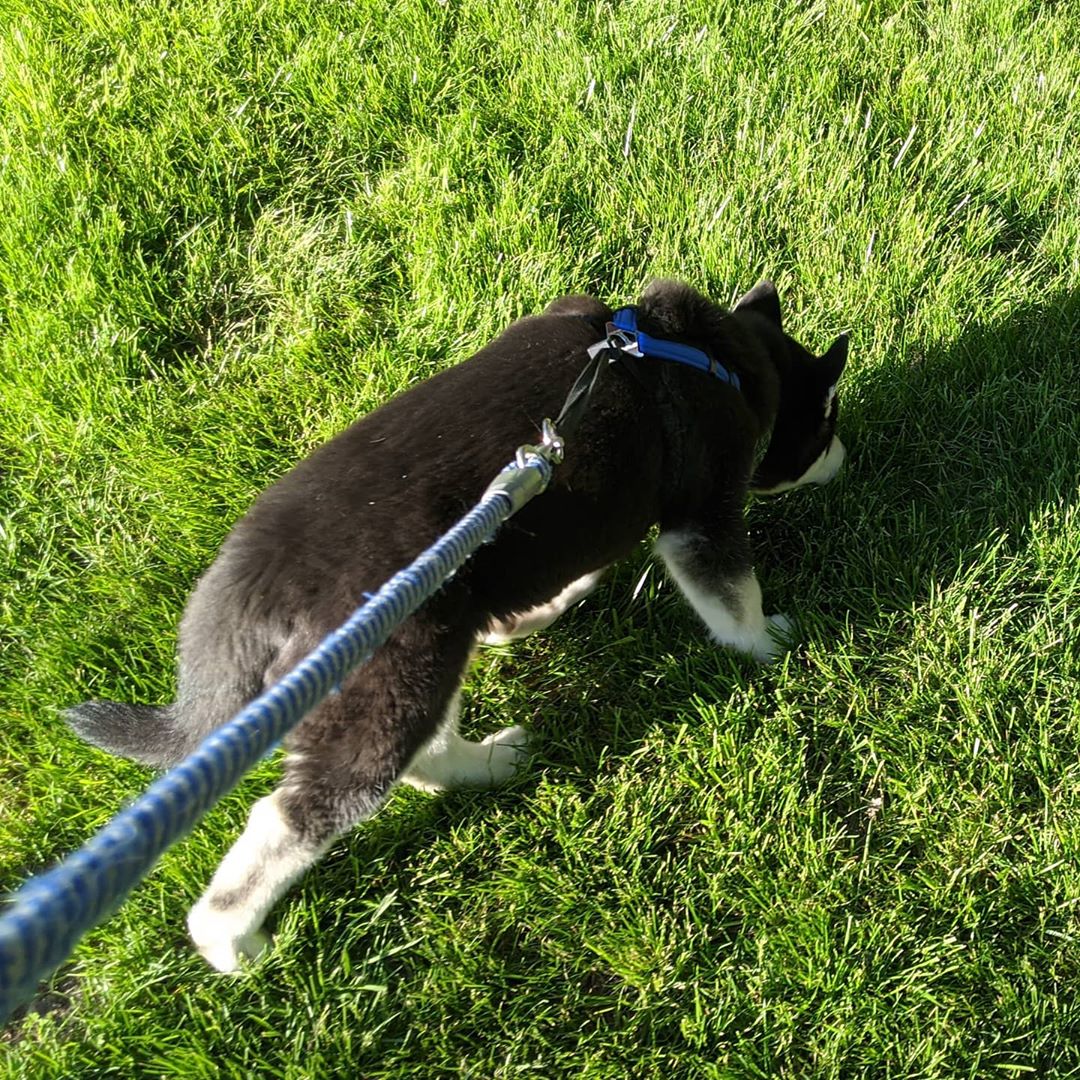 A dose of husky butt from Nanuqs second walk around the neighbourhood. #stlnanuq #comptonheights #stlouis