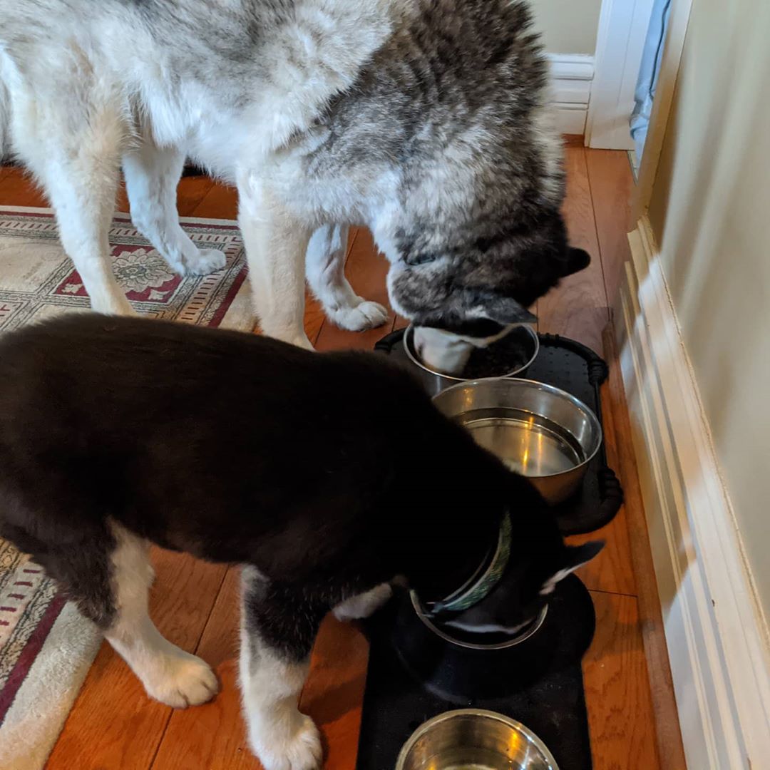 A morning moment of tranquility #nanuq #loki #huskiesofinstagram