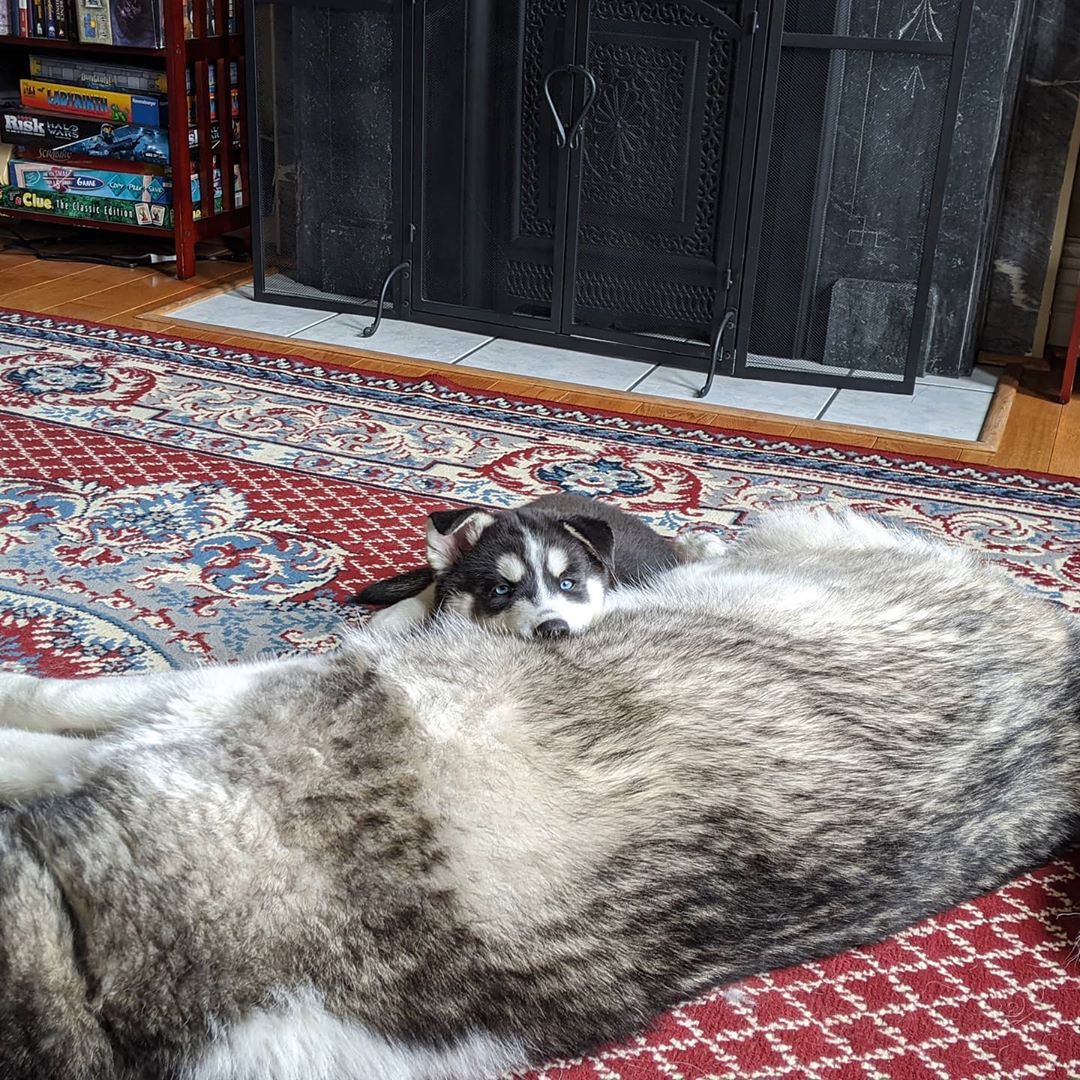 After so much play, puppying is hard… #loki #nanuq #huskiesofinstagram