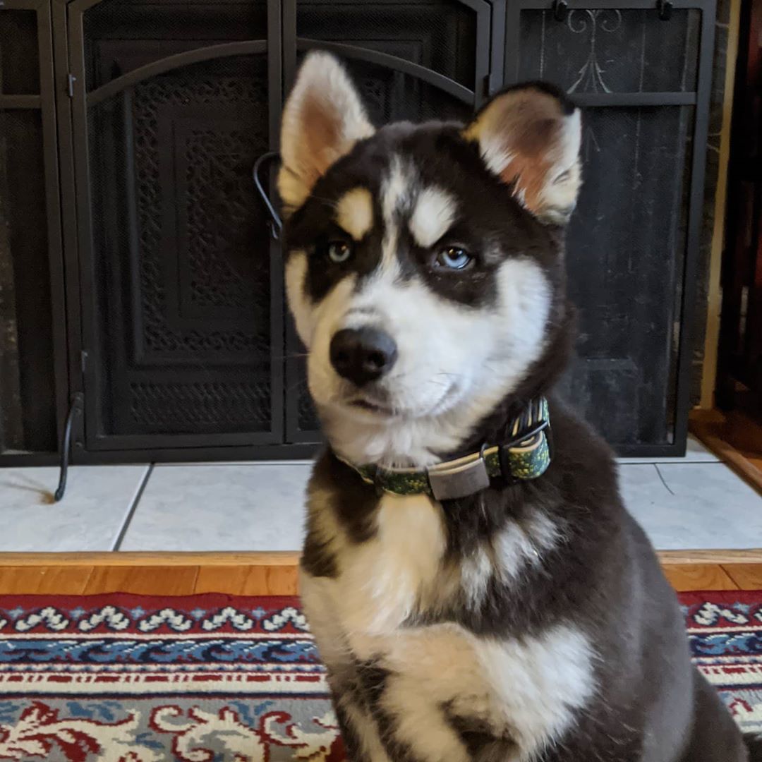 And the ear is almost there… #nanuq #huskiesofinstagram