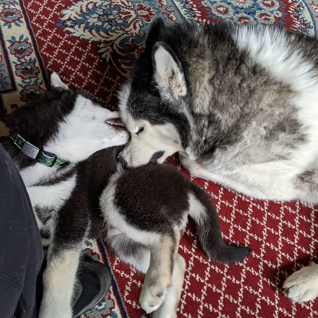 As I try to drink my tea this morning, the boys are wrestling at my feet #huskiesofinstagram #loki #nanuq #comptonheights
