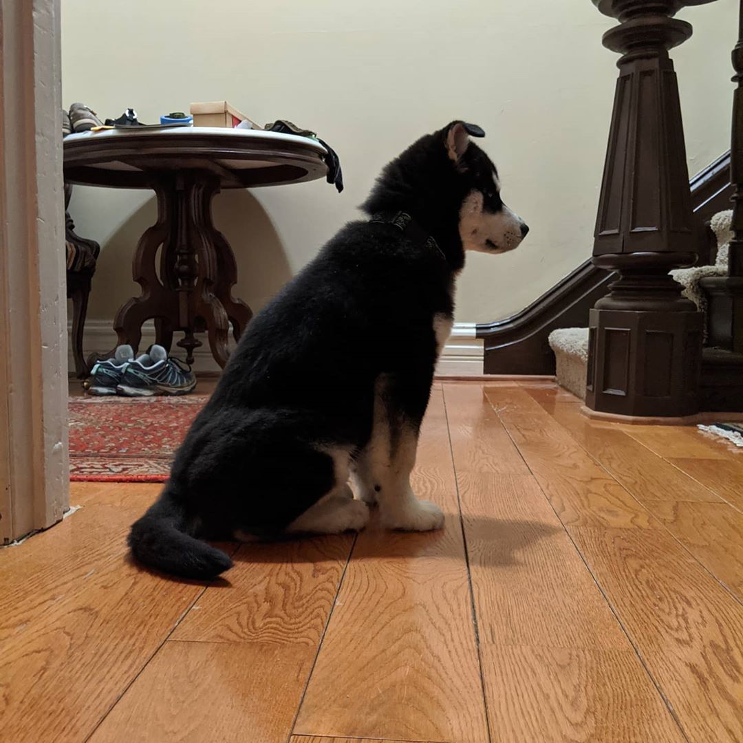 Clearly fascinated with what’s going on in the kitchen #nanuq #huskiesofinstagram