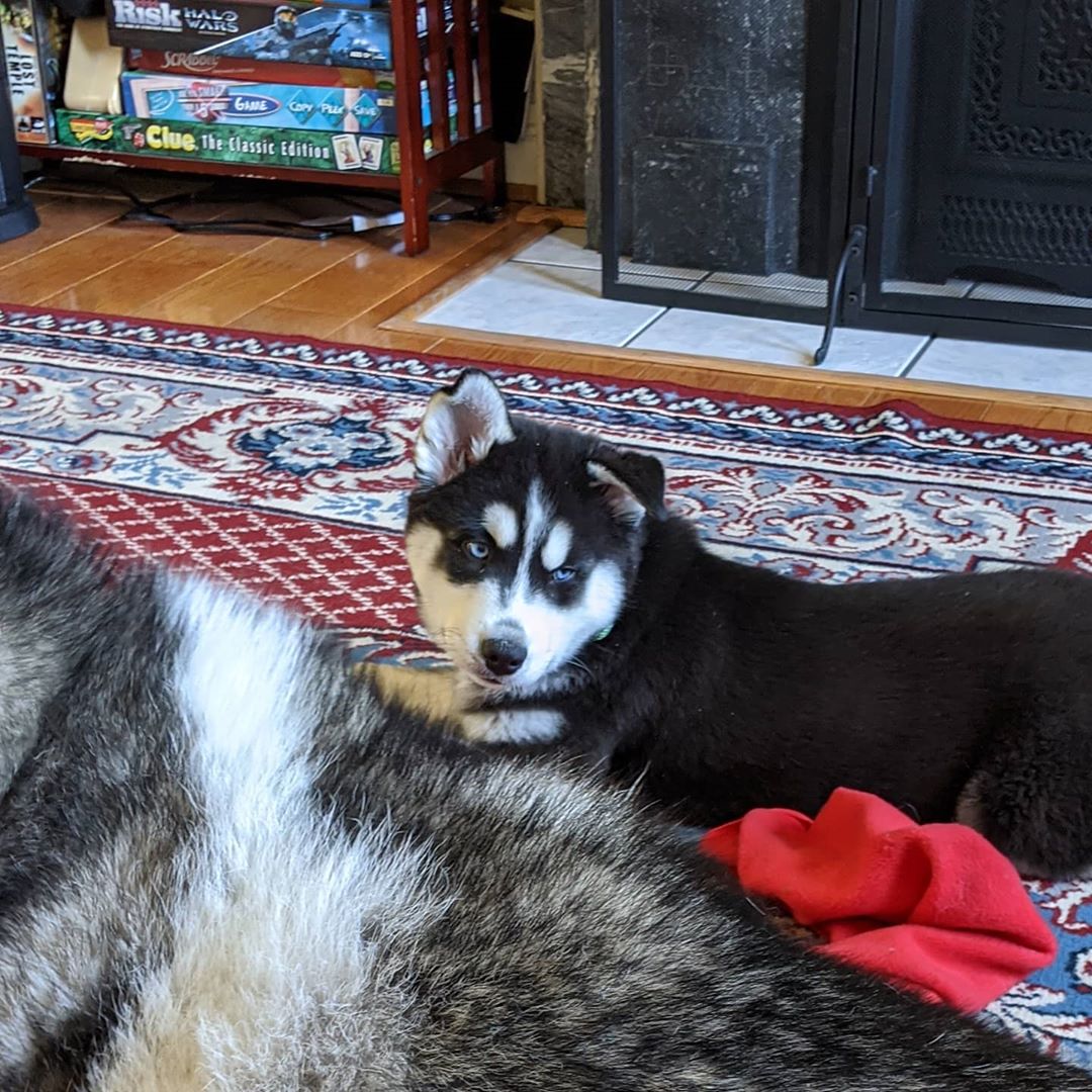 Every day this one ear is popping up a bit more.. lopsided now 😆 #nanuq #loki #huskiesofinstagram