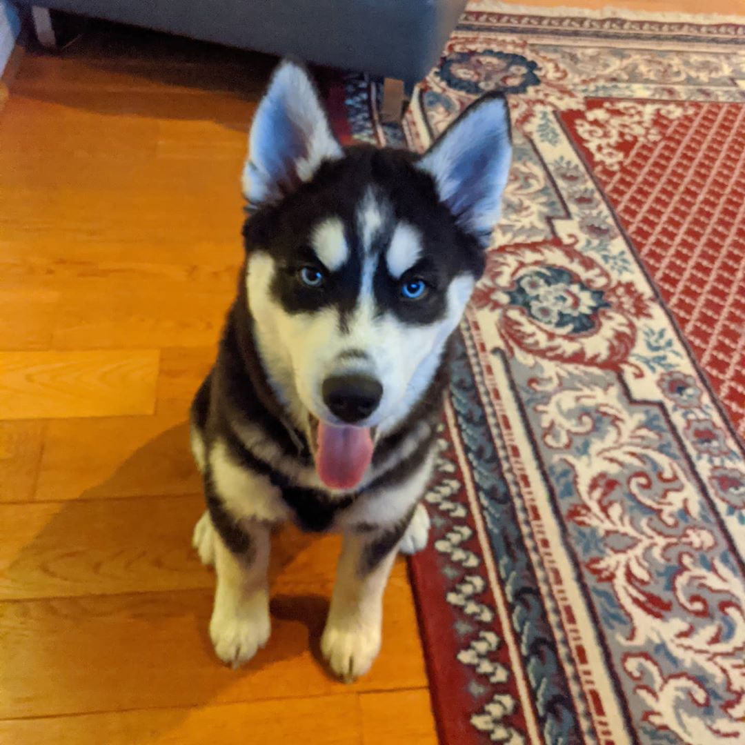 Getting bigger every day… Such a sweetheart #stlnanuq #stlouis ##huskiesofinstagram