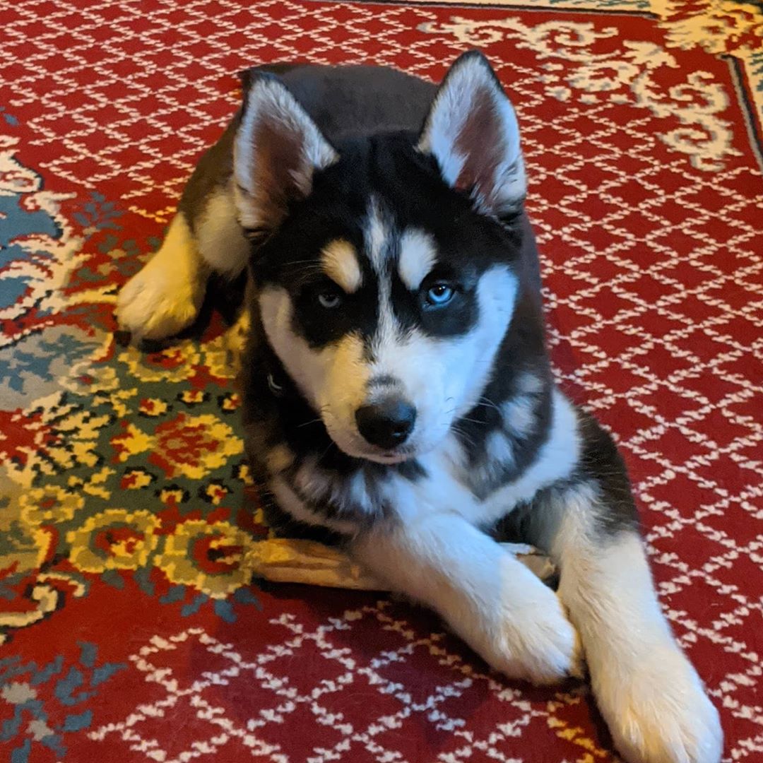 I don’t always chew rawhide, but when I do… #huskiesofinstagram #comptonheights #stlnanuq