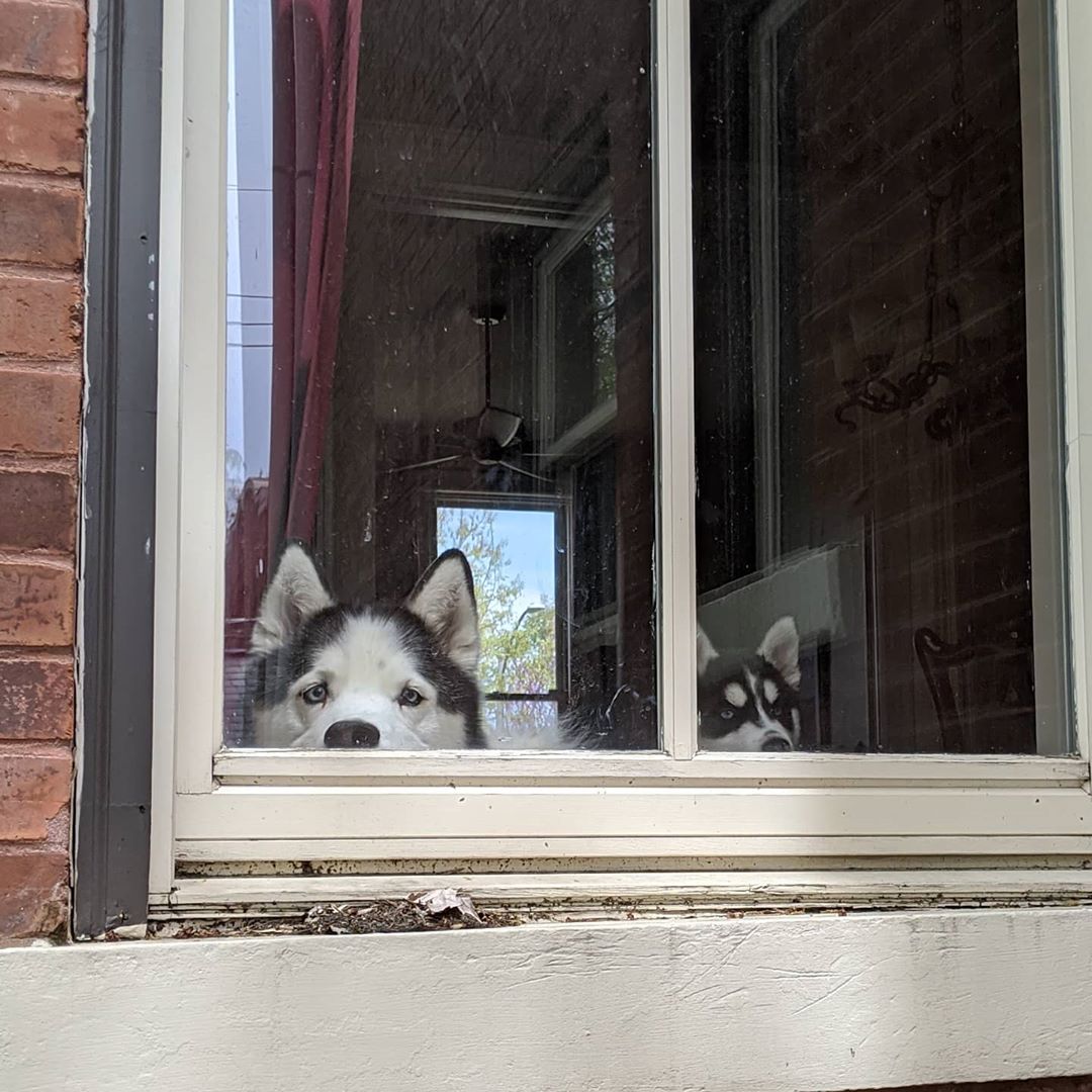 Neighbourhood watch part deux #stlloki #stlnanuq #huskiesofinstagram