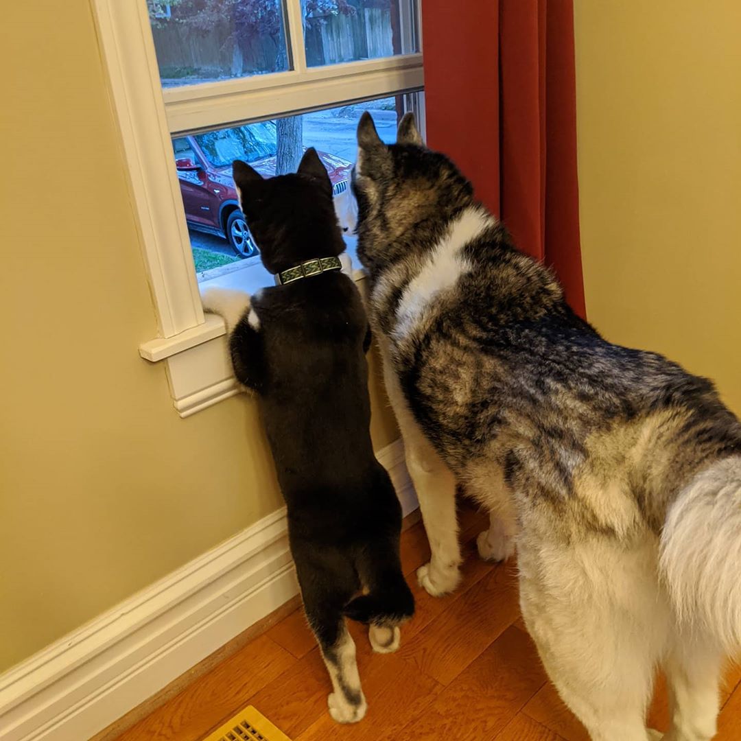 Neighbourhood watch #stlnanuq #stlloki #huskiesofinstagram