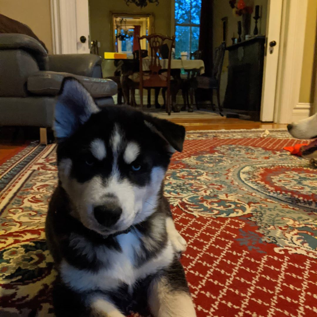 Omg… I can’t stop laughing at the one ear up… He’s so cute!!! #nanuq #huskiesofinstagram