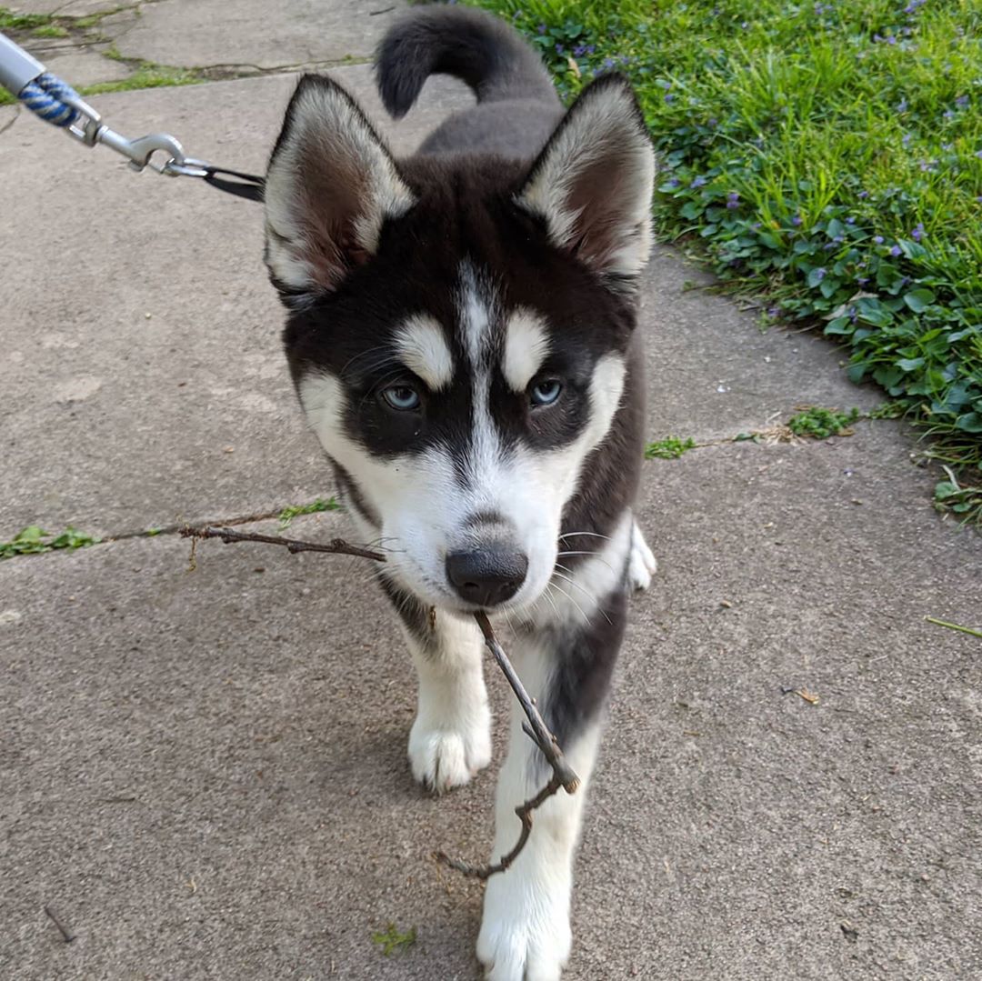 This is my stick. Noone else’s stick. And I’m going to carry it. So there… #stlnanuq #huskiesofinstagram #stlouis