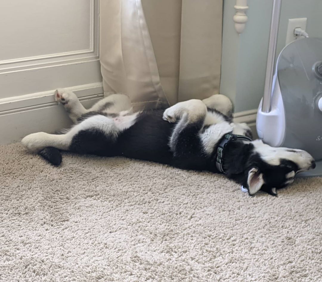 Yup… Sleeps like a husky… #stlnanuq #huskiesofinstagram #comptonheights #stlouis