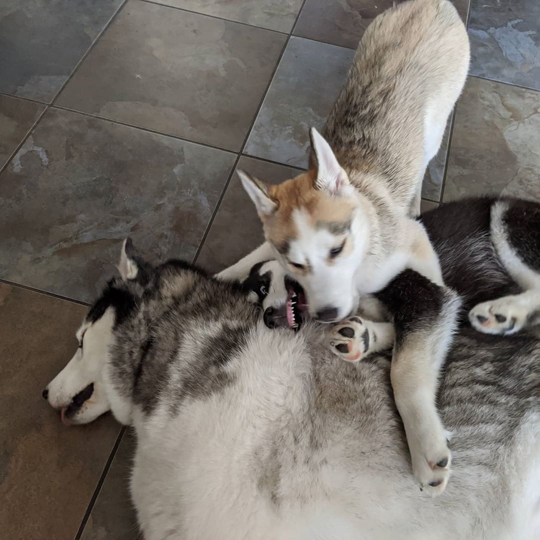 And a little husky love… #siberianhusky #stlnanuq #stlhuskymishka #stlloki