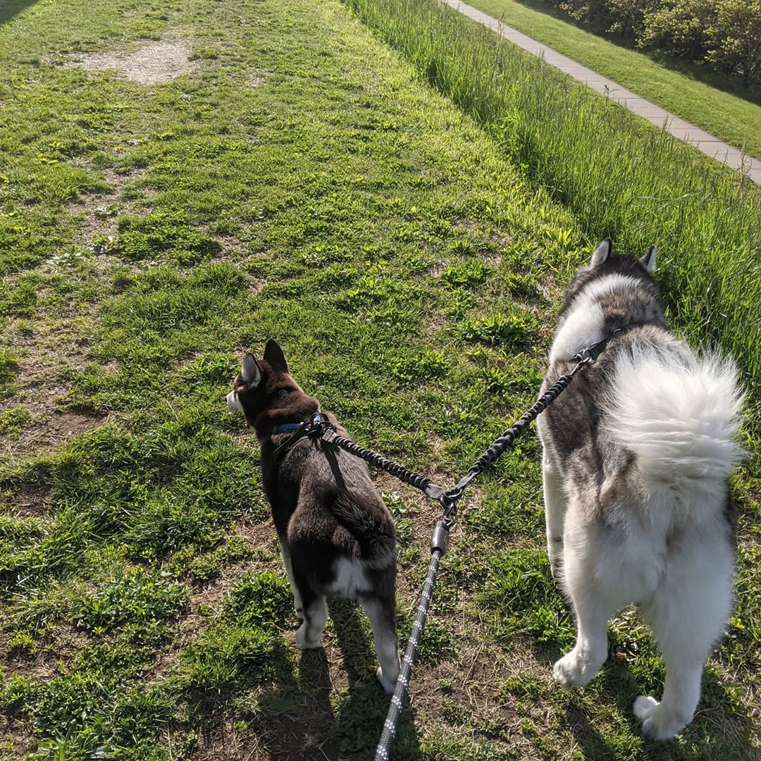 Double leash. Best invention ever #huskiesofinstagram #stlnanuq #stlloki