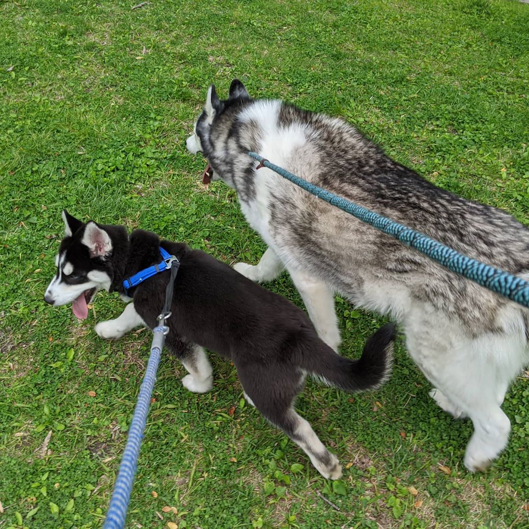 Evening walk #stlloki #stlnanuq #huskiesofinstagram #stlouis