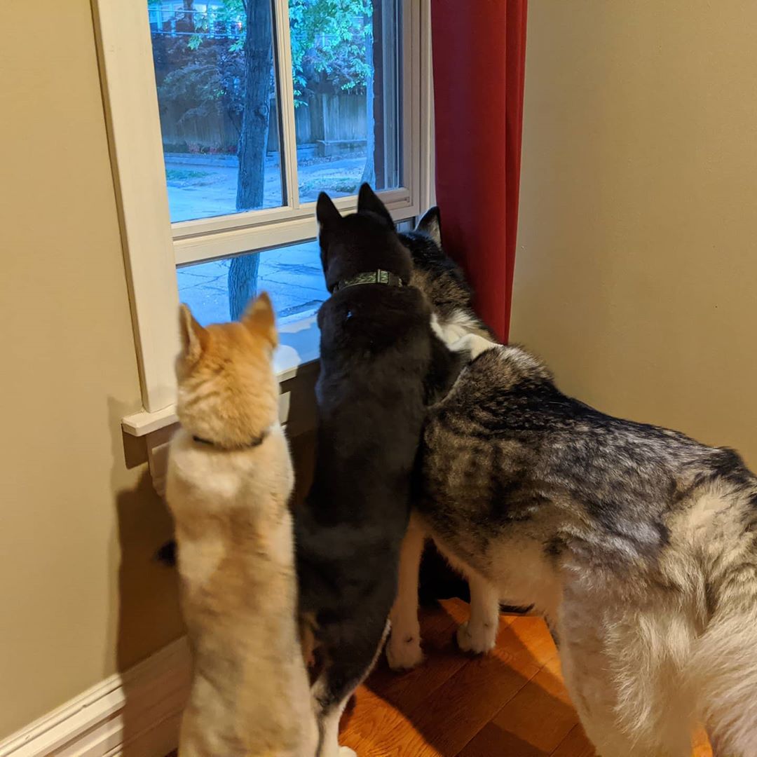 Having guests over… #stlhuskymishka #stlnanuq #stlloki #stlouis