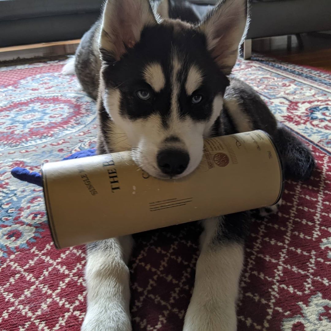 Impeccable taste, my pup… #stlnanuq #siberianhusky #huskiesofinstagram