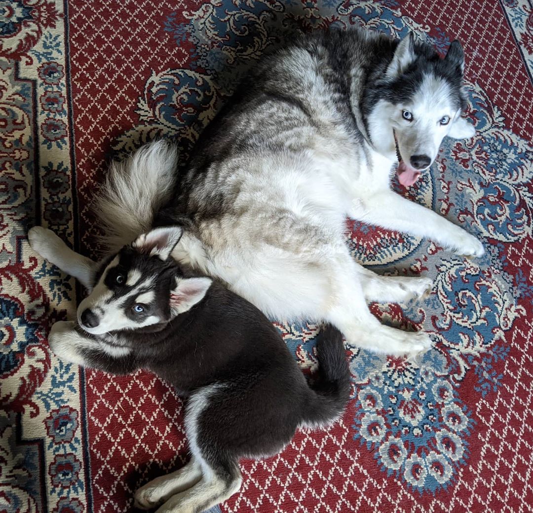 Post walk… One of these two is tired at least… #stlloki #stlnanuq #siberianhusky #huskiesofinstagram