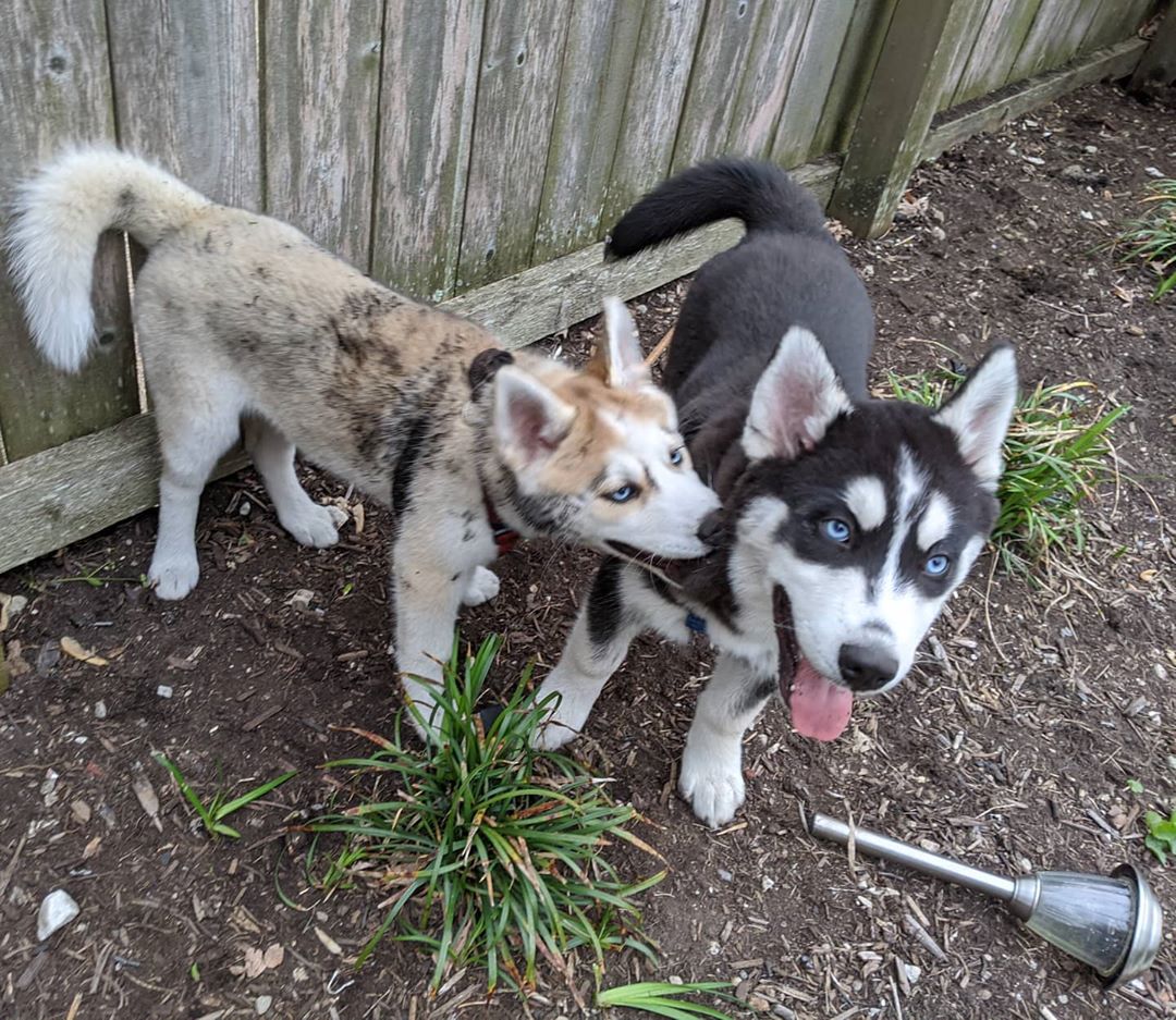 Siblings… #stlnanuq #stlhuskymishka #huskiesofinstagram