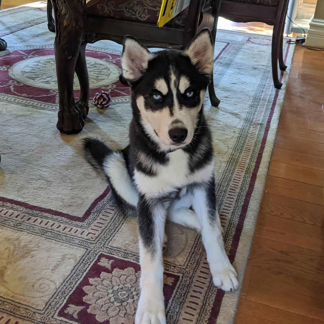 This is the face he gives me when he decides I’m taking too long to feed him… #stlnanuq #siberianhusky #huskiesofinstagram