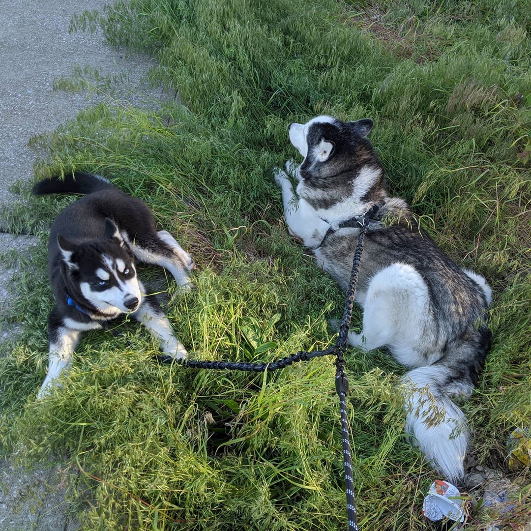 Waiting for the crosswalk is boring!! #huskiesofinstagram #siberianhusky #stlnanuq #stlloki