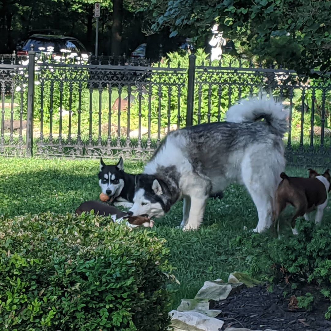 Current entertainment with the neighbours Boston Terriers. #stlnanuq #stlloki #siberianhusky #huskiesofinstagram