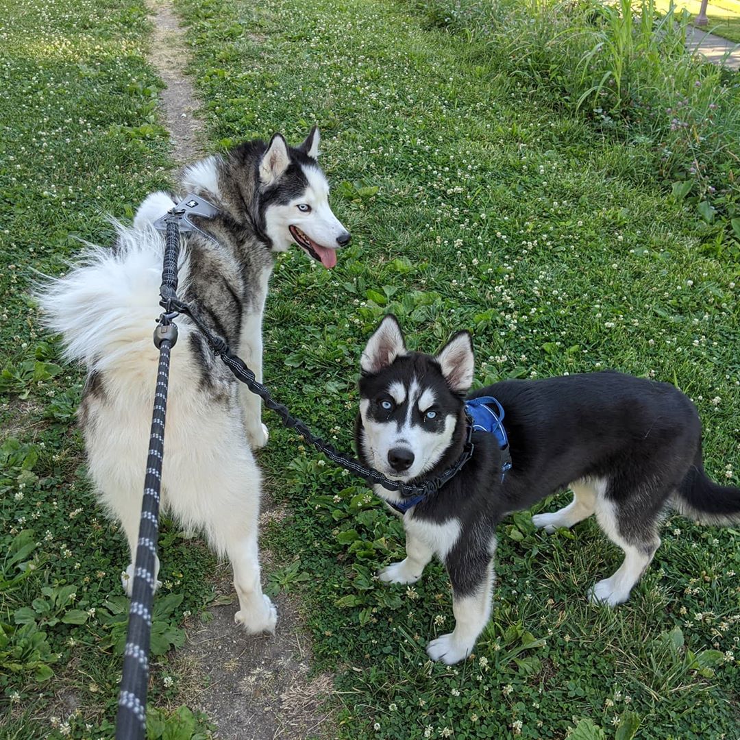 Every day he’s getting bigger #stlnanuq #siberianhusky #huskiesofinstagram