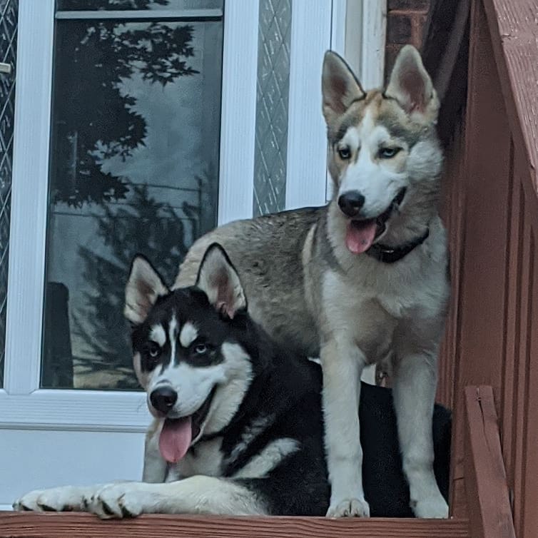 Four months old… #stlhuskymishka #stlnanuq #siberianhusky #huskiesofinstagram