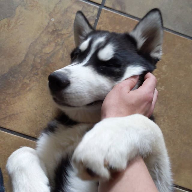 More scritches… #stlnanuq #huskiesofinstagram #siberianhusky