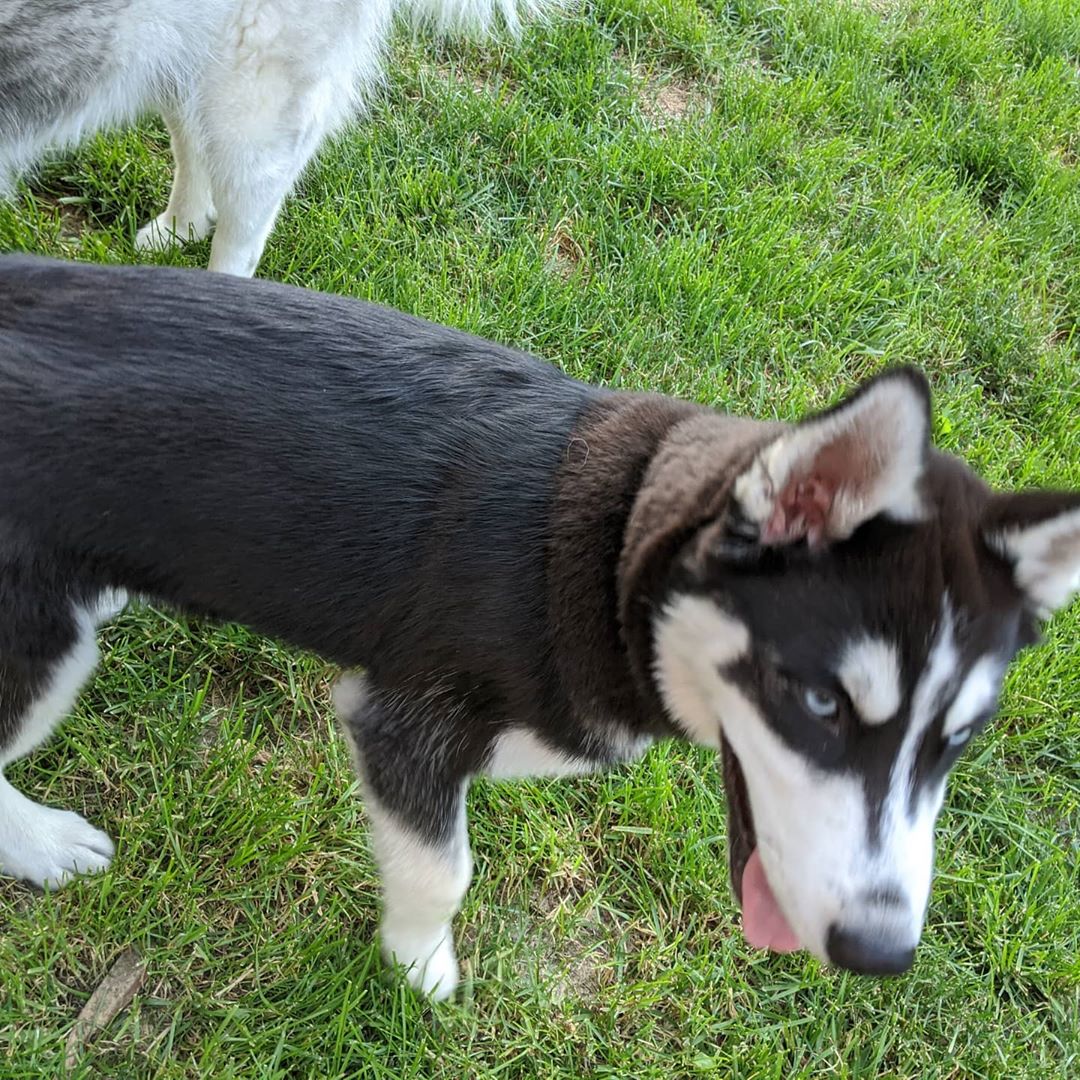 My puppy is losing his puppy fuzz!!! 😭 #stlnanuq #huskiesofinstagram #siberianhusky