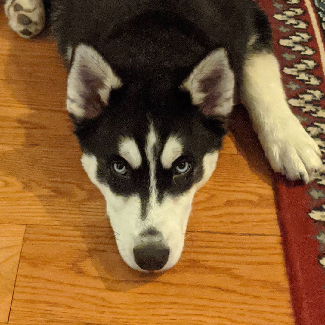 Pet me! #stlnanuq