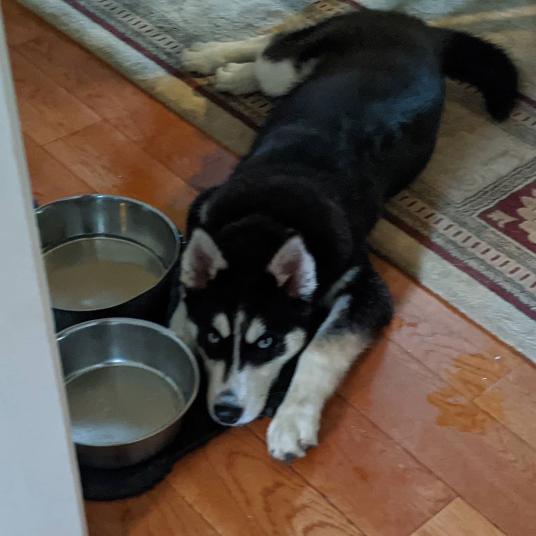 Please sir, may I have some more? #stlnanuq #huskiesofinstagram #siberianhusky