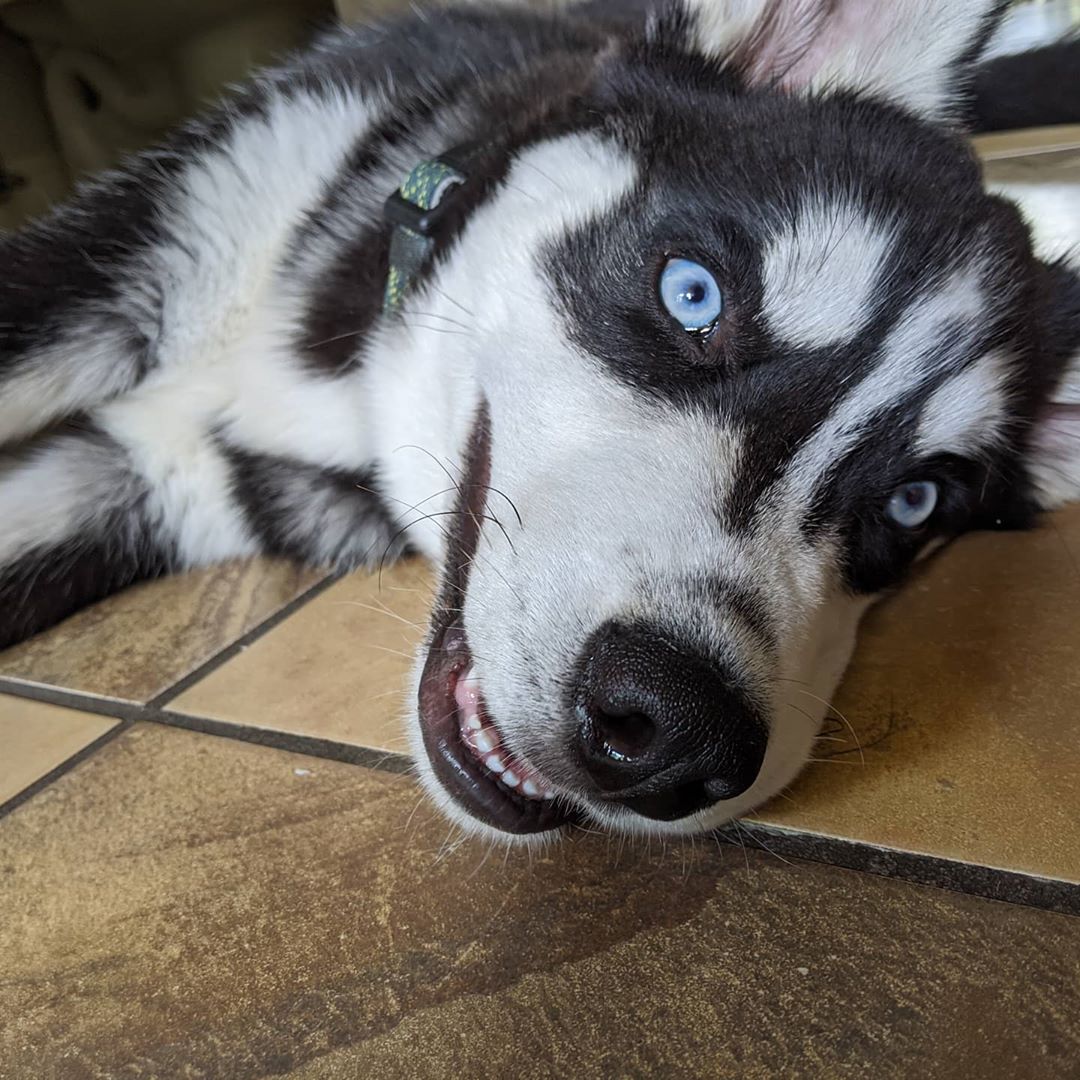 Smile!!! #stlnanuq #huskiesofinstagram #siberianhusky