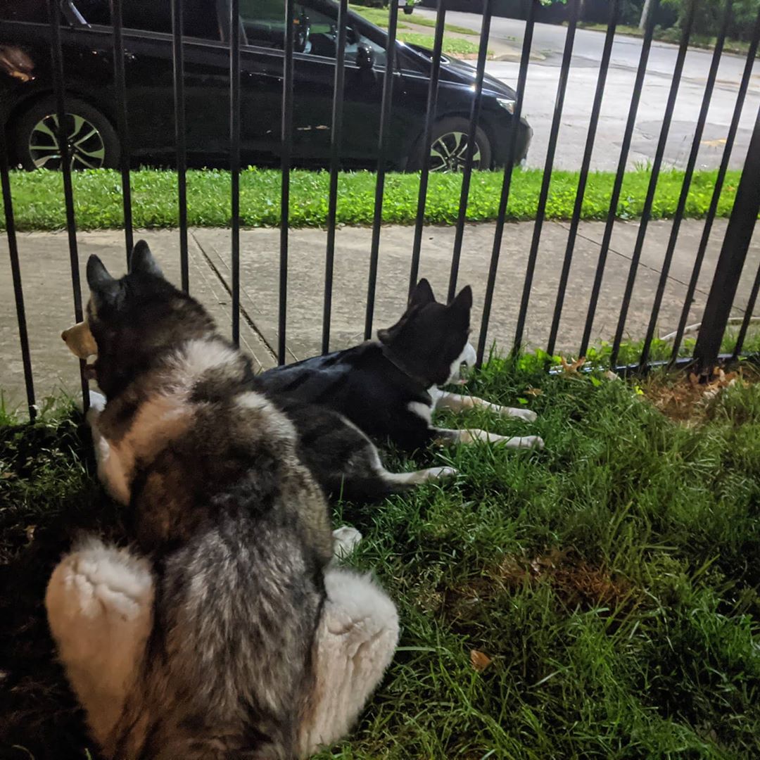 Sometimes it’s all about taking a moment and will watching the world go by #stlnanuq #stlloki #siberianhusky #huskiesofinstagram