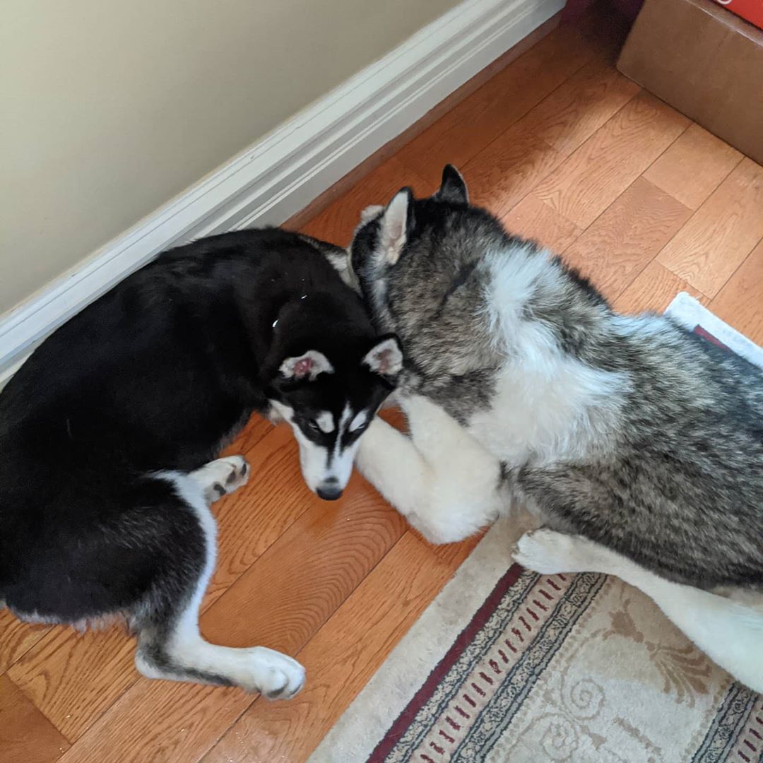 These two are hugging the air vent after a humid evening walk… #stlnanuq #stlloki #huskiesofinstagram #siberianhusky #citylife #stlouis