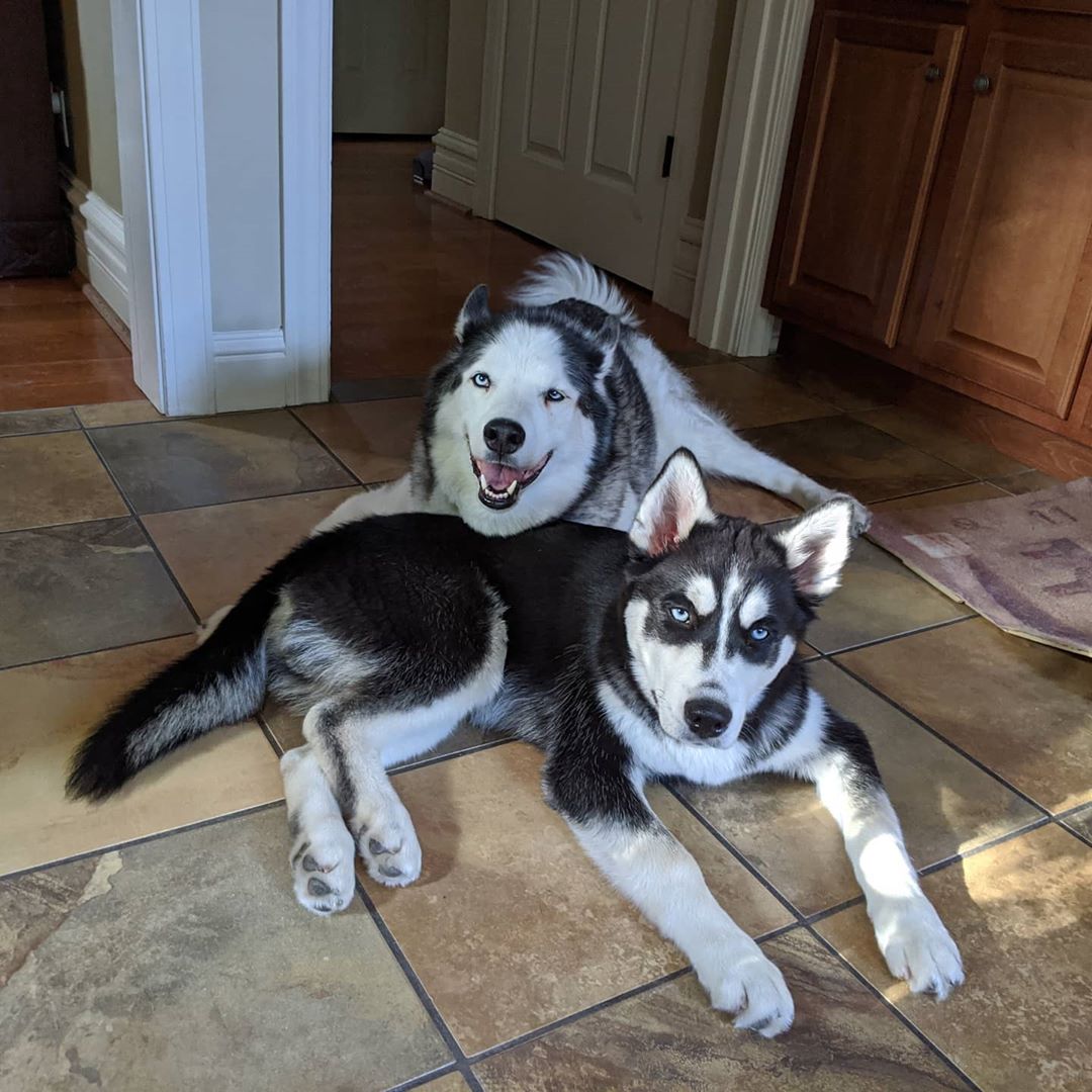 This is the “isn’t it about time you walked us?” look 😆#stlnanuq #stlloki #siberianhusky #huskiesofinstagram
