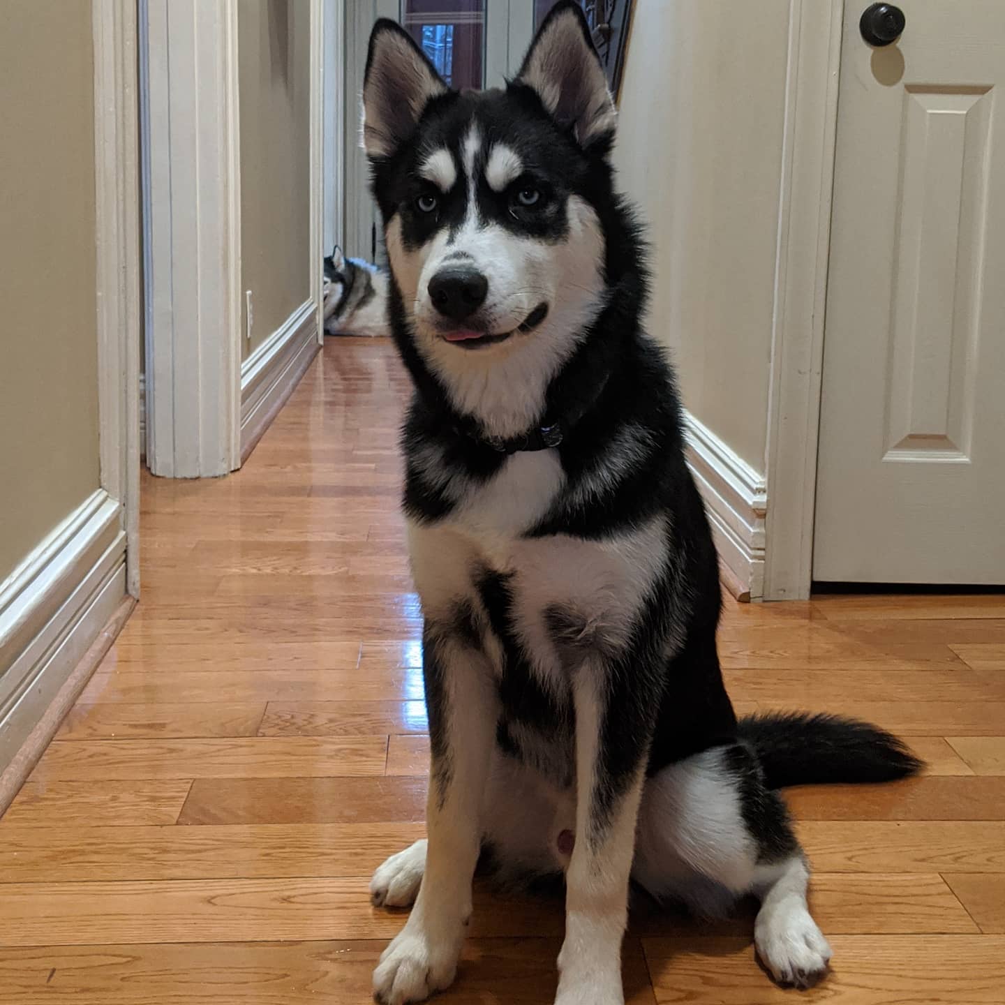 Little derp is getting big. #stlnanuq #siberianhusky #huskiesofinstagram