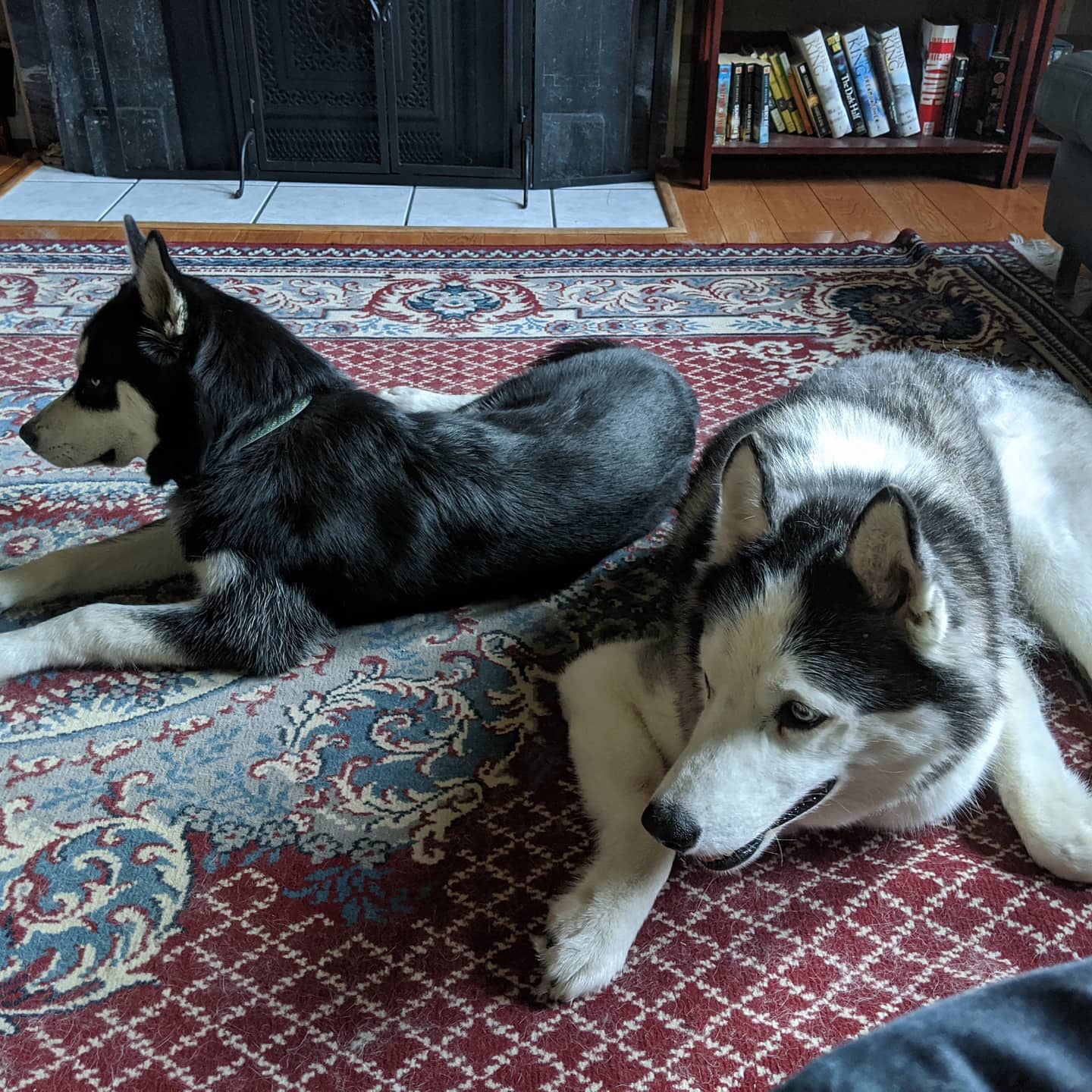 I think the boys are plotting... #stlloki #stlnanuq #siberianhusky #huskiesofinstagram