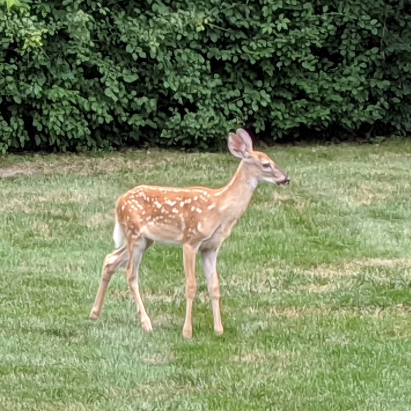 Unexpected dinner guest tonight